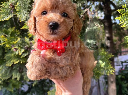 Apricot Minyatür Poodle Bebekler görsel
