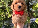 Apricot Minyatür Poodle Bebekler
