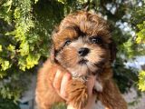 Shih Poo Erkek Yavru
