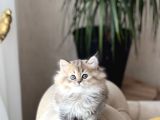 Muhteşem Güzelli̇kte Golden Black Bri̇ti̇sh Longhai̇r