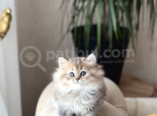 Muhteşem Güzelli̇kte Golden Black Bri̇ti̇sh Longhai̇r görsel