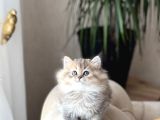 Muhteşem Güzelli̇kte Golden Black Bri̇ti̇sh Longhai̇r