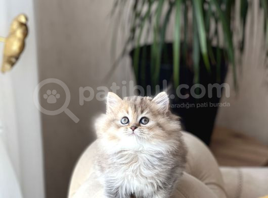 Muhteşem Güzelli̇kte Golden Black Bri̇ti̇sh Longhai̇r görsel