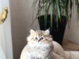 MUHTEŞEM GÜZELLİKTE GOLDEN BLACK BRİTİSH LONGHAİR