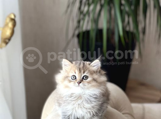 Muhteşem Güzelli̇kte Golden Black Bri̇ti̇sh Longhai̇r