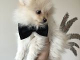 Pomeranian baby 