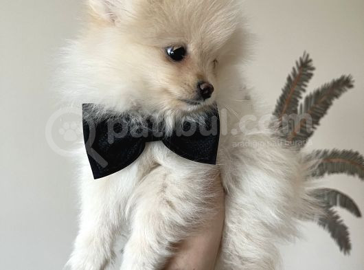 Pomeranian Baby 
