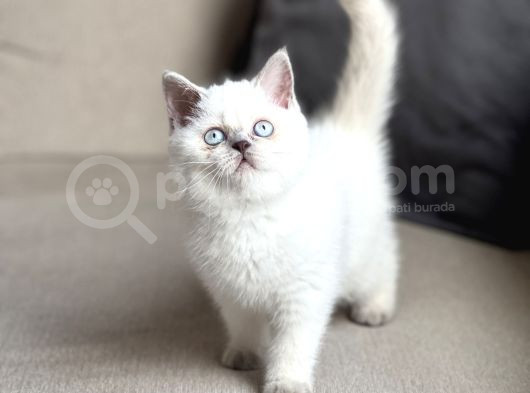 Hari̇ka Göz Rengi̇nde Bri̇ti̇sh Shorthai̇r Blue Poi̇nt Yavrum görsel