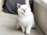 HARİKA GÖZ RENGİNDE BRİTİSH SHORTHAİR BLUE POİNT YAVRUM
