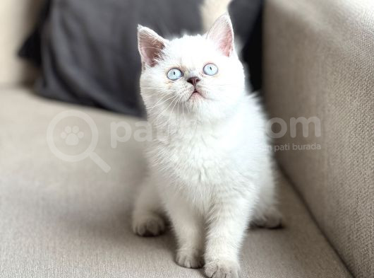 Hari̇ka Göz Rengi̇nde Bri̇ti̇sh Shorthai̇r Blue Poi̇nt Yavrum