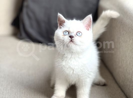 Hari̇ka Göz Rengi̇nde Bri̇ti̇sh Shorthai̇r Blue Poi̇nt Yavrum görsel