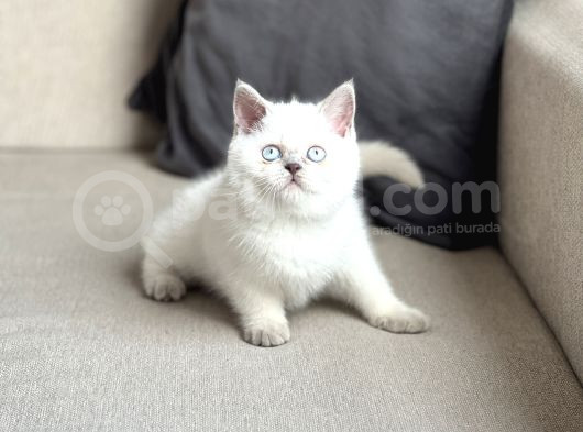 Hari̇ka Göz Rengi̇nde Bri̇ti̇sh Shorthai̇r Blue Poi̇nt Yavrum görsel