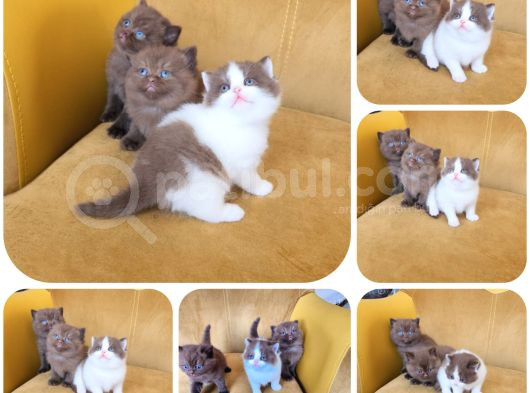 Cinnemon Ve Bicolour Yavrular