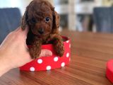 Toy Poodle Redbrown