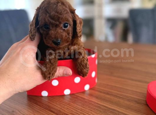 Toy Poodle Redbrown görsel