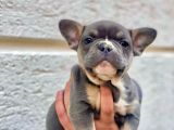 LİLAK TAN - BLUE TAN DİŞİ VE ERKEK FRENCH BULLDOG YAVRULARI