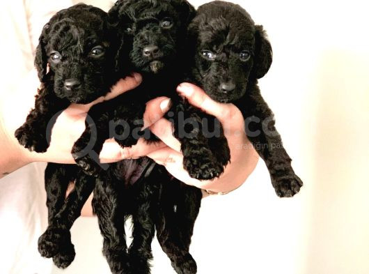 Anne Yanindan Rezerveye Açik Poodle Di̇şi̇ Ve Erkek Yavrular