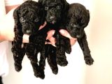 Anne Yanindan Rezerveye Açik Poodle Di̇şi̇ Ve Erkek Yavrular