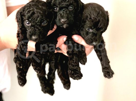 Anne Yanindan Rezerveye Açik Poodle Di̇şi̇ Ve Erkek Yavrular görsel