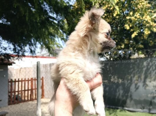 Çok Tatlı Değil Mi görsel