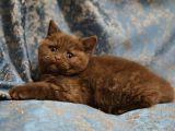 Safkan Cinnamon Kahverengi British Shorthair Yavrular