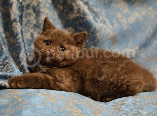Safkan Cinnamon Kahverengi British Shorthair Yavrular görsel