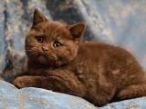 Safkan Cinnamon Kahverengi British Shorthair Yavrular