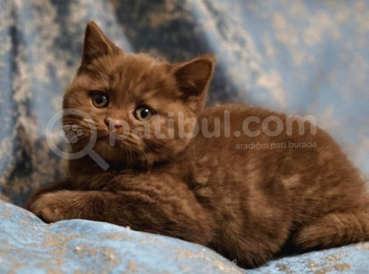 Safkan Cinnamon Kahverengi British Shorthair Yavrular görsel