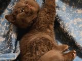 Safkan Cinnamon Kahverengi British Shorthair Yavrular