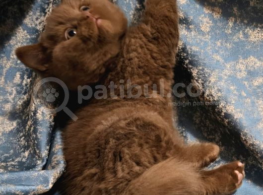 Safkan Cinnamon Kahverengi British Shorthair Yavrular görsel