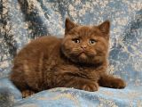 SAFKAN Cinnamon Kahverengi British Shorthair Yavrular