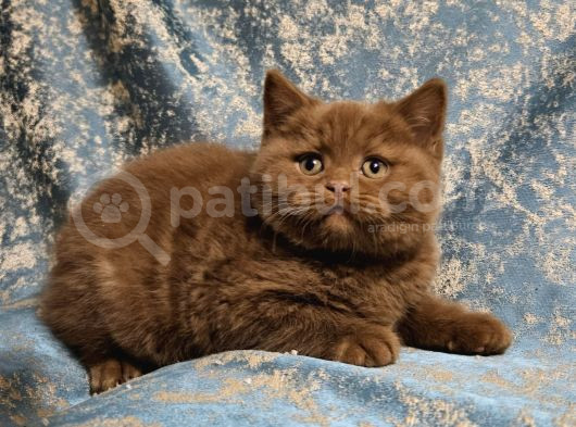 Safkan Cinnamon Kahverengi British Shorthair Yavrular