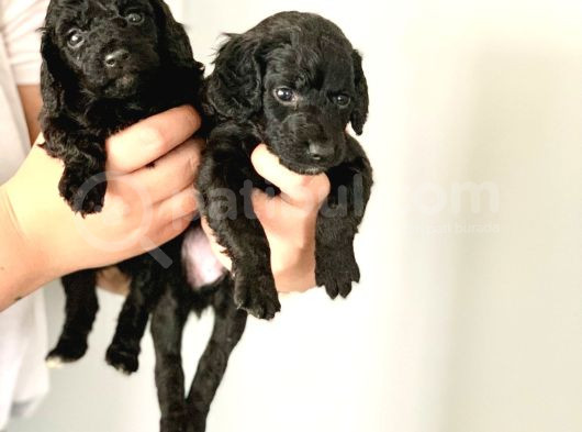 Anne Yanindan Rezerveye Açik Poodle Di̇şi̇ Ve Erkek Yavrular görsel