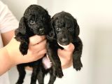 Anne Yanindan Rezerveye Açik Poodle Di̇şi̇ Ve Erkek Yavrular