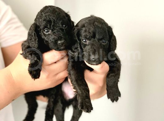 Anne Yanindan Rezerveye Açik Poodle Di̇şi̇ Ve Erkek Yavrular görsel