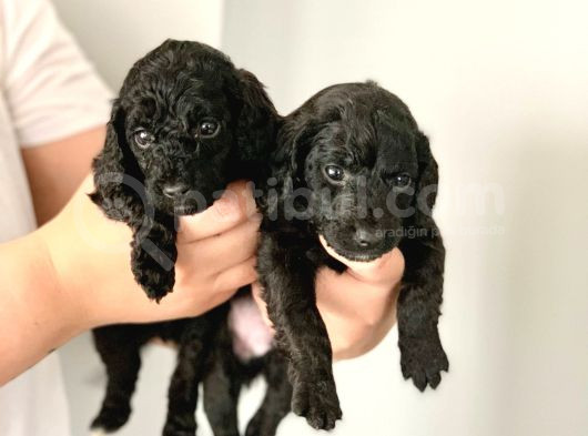 Anne Yanindan Rezerveye Açik Poodle Di̇şi̇ Ve Erkek Yavrular görsel