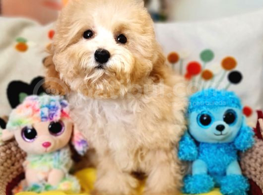 Orjinal Toy Maltipoo Yavrularımız görsel