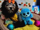 Orjinal Toy Maltipoo Yavrularımız