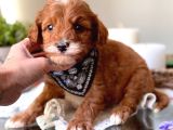 Tüy dökmeyen Koku Yapmayan Maltipoo Bebekler
