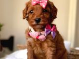 Kızıl Maltipoo Dizayn Irk Yavrular