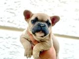 BLUE FAWN ERKEK FRENCH BULLDOG YAVRULARI
