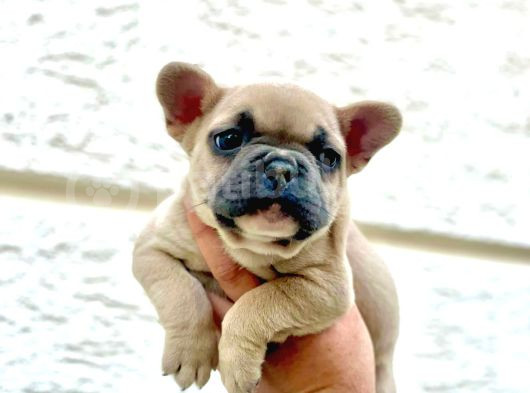 Blue Fawn Erkek French Bulldog Yavrulari