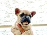 Blue Fawn Erkek French Bulldog Yavrulari