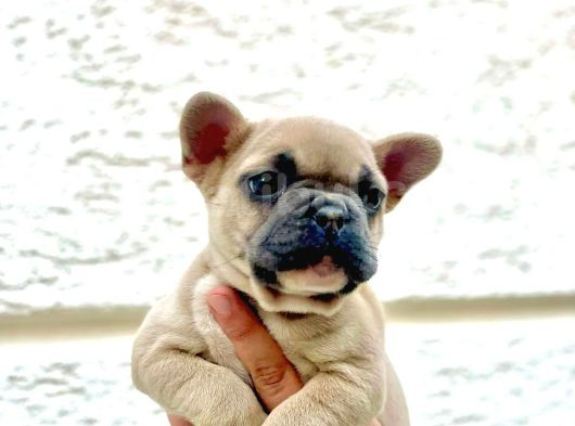 Blue Fawn Erkek French Bulldog Yavrulari görsel
