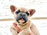 Blue Fawn Erkek French Bulldog Yavrulari