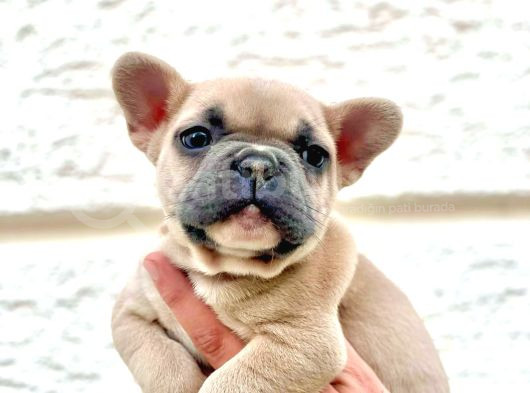 Blue Fawn Erkek French Bulldog Yavrulari görsel