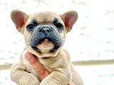 Blue Fawn Erkek French Bulldog Yavrulari