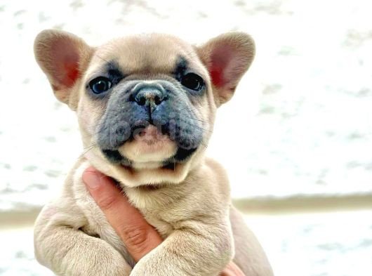 Blue Fawn Erkek French Bulldog Yavrulari görsel