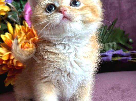 A Kalite Bri̇ti̇sh Shorthai̇r Golden  Yavrular görsel