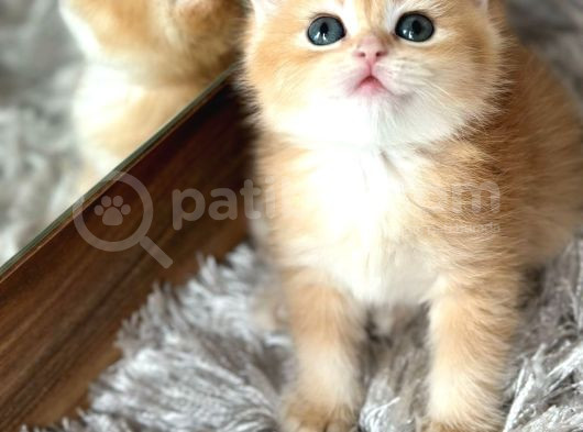 A Kalite Bri̇ti̇sh Shorthai̇r Golden  Yavrular görsel